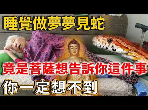 路上看到蛇代表什麼|【看到蛇代表什麼】看到蛇代表什麼？民俗專家揭秘：天氣熱蛇類。